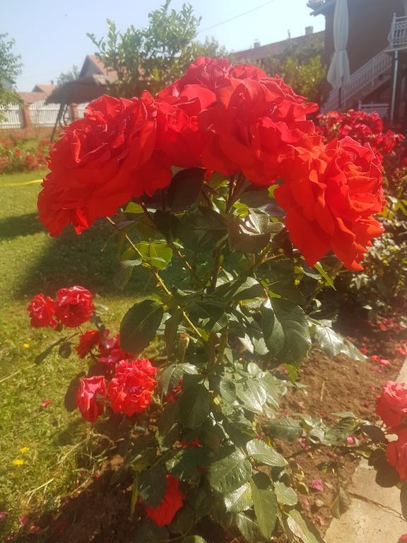 Guest House Rose Smederevska Palanka Ngoại thất bức ảnh